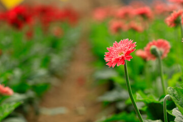 African chrysanthemum