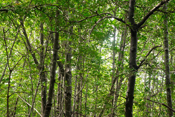 Obraz premium The trunk of a tree in the rainforest background
