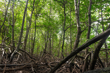 Dense mangrove trees in the mangrove forest