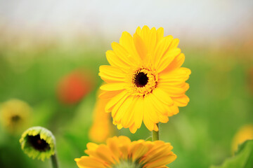 African chrysanthemum