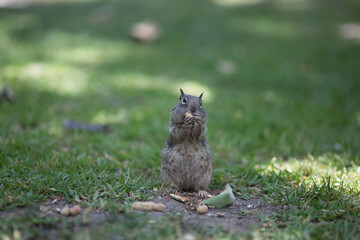 Squirrel