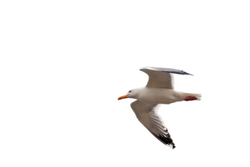 Large seagull bird isolated on white