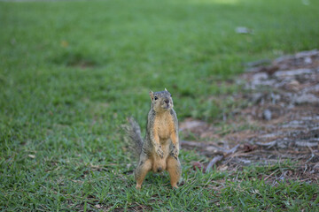 Squirrel