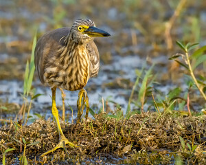 Pond Heron Portrait in a Golden light