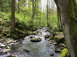 river in the forest