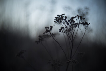 close up of grass - bokeh