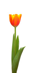  orange tulip flower isolated on white background