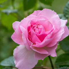Blooming rose in the garden on a sunny day. Rose The Ancient Mariner