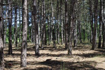 Landscape, forest, pine trees, rest in the forest, park, pine forest