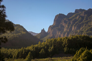 Fototapeta na wymiar Bosque de Pinos de gran valor natural junto al Parque Nacional de la Caldera de Taburiente. Isla de La Palma.
