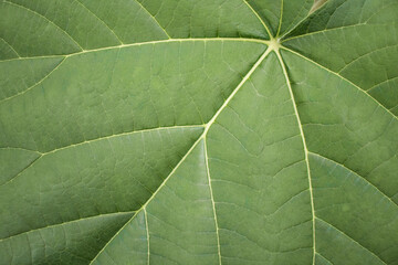 Fototapeta na wymiar Large green leaf of a young paulownia tree