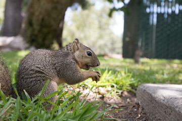 Squirrel