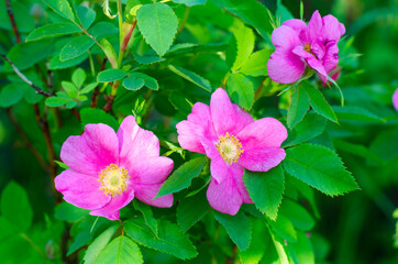 Pink Flowers of wild rose on a background of green leaves. summer village and aromatherapy concept. Copy space.