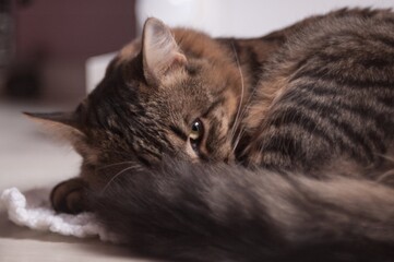 Gray fluffy cat is sleeping
