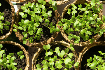 Micro grass greens sprouts grow in peat pots. The concept of healthy diet and vegetarianism. Selective focus