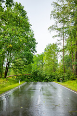 Large tree fallen across rural road in Czech republic