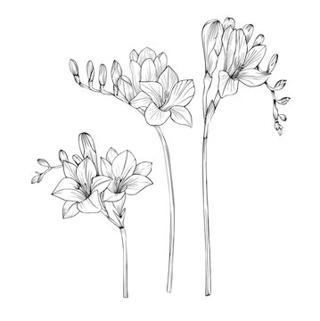 Freesia Vector black and white isolated set of colors.