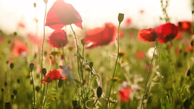 sch&ouml;ne Sommerblumenwiese mit Mohnblumen 