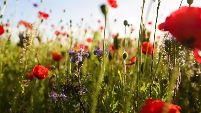 sch&ouml;ne Sommerblumenwiese