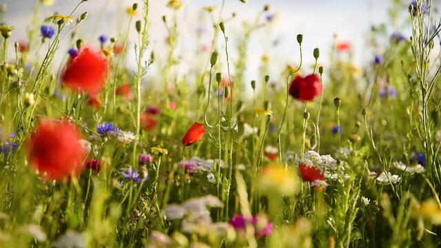 sch&ouml;ne Sommerblumenwiese