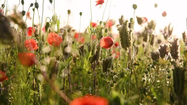 sch&ouml;ne Sommerblumenwiese mit Mohnblumen 