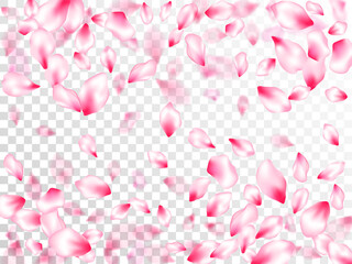 Spring blossom isolated petals flying