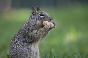 Squirrel