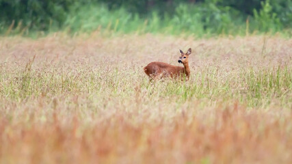 Naklejka na ściany i meble Alert deer in field with tall grass.
