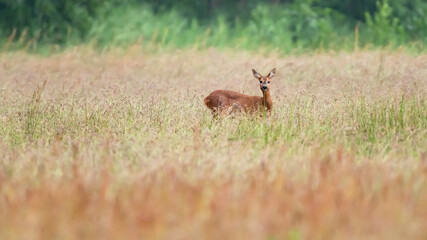 Alert deer in field with tall grass.