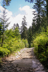 Fototapeta premium Mountain path landstape in Tatra Mountains, Europe, Poland. Rock path or valley in mountain. Green nature background. Travel concept.
