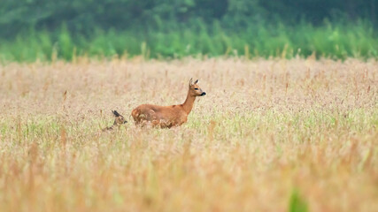 A mother deer with calf between tall grass in a field.