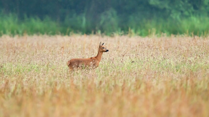 A deer in field with tall dried grass.