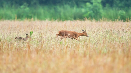 A mother deer with calf strolling in a field with tall grass.