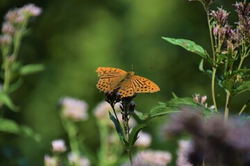 Orange yellow butterfly on flower with blurred green nature background