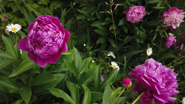 Large pink peonies on a background of grass, swaying in the wind