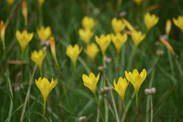 Obraz premium Yellow flowers