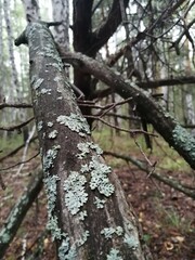 tree in the forest