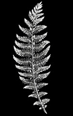 fern branch in white chalk on black, white lines on a black background, linear hand drawing, monochrome drawing for printing on fabric and paper.