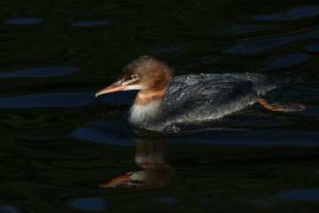 Common merganser after diving for fishes. 