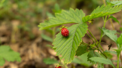 ripe healthy strawberries grow in the forest