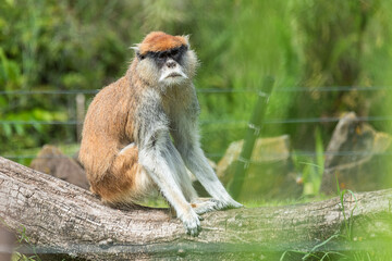 Patas Monkey (Erythrocebus patas) in the zoo.