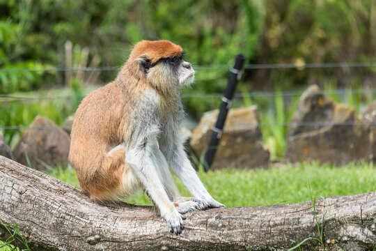 Patas Monkey (Erythrocebus patas) in the zoo.
