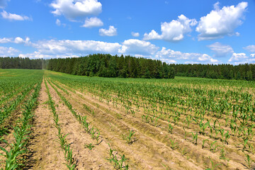 Young corn plants in a field. Maize or sweetcorn plants background. Cornfield texture. Agricultural  and farm concept.