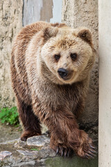 Fototapeta premium Big brown bear in the zoo.