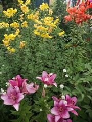 pink flowers in garden