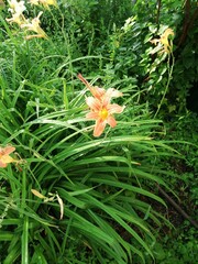 orange flower on green background