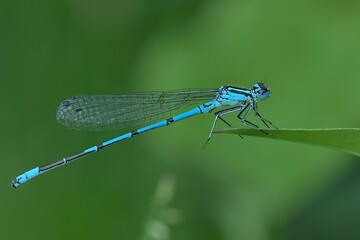  Blue sprite damselfly male sitting on a leaf. Genus species Pseudagrion Microcephalum.