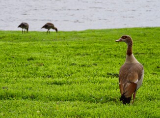Beautiful Egyptian gooseon the green grass