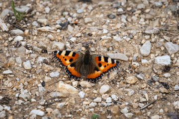 Fototapeta na wymiar A small tortoiseshell butterfly resting in the sun on the ground