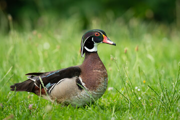 A Wood duck standing on a meadow in a park
